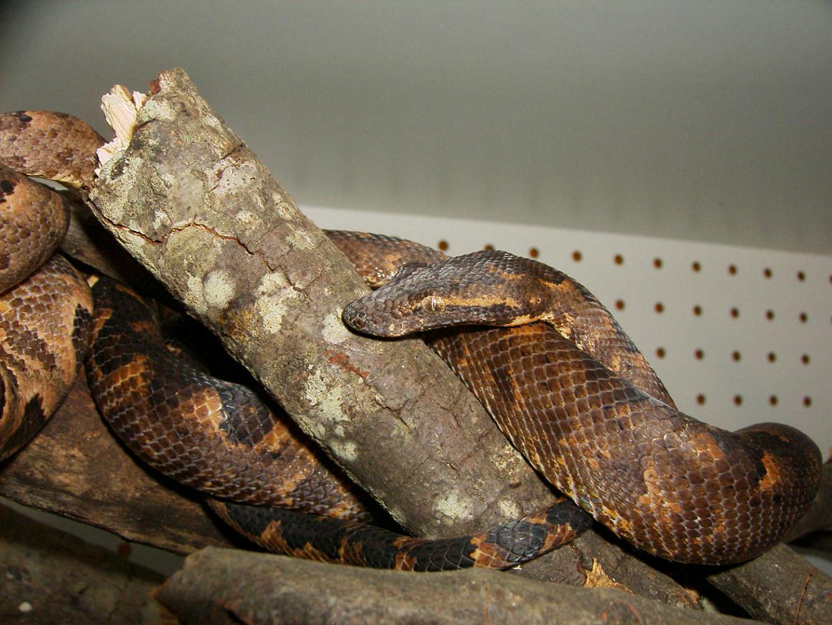 Solomon Island Tree Boa male
