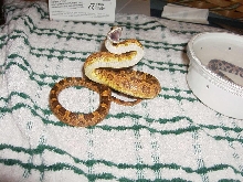 '04 Lloyd Lemke line orange Hypo Texas Male