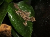 Female Corkbark