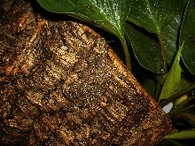 Male Corkbark