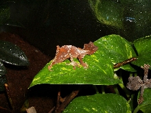 Female U. ebenaui