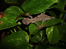 Male Ebenaui