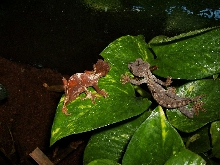 Ebenaui Pair