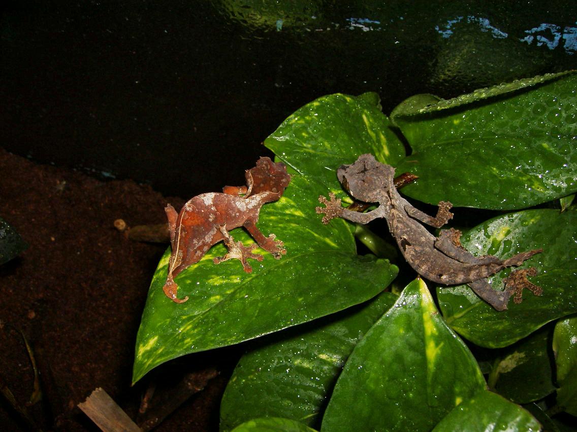 Ebenaui Pair