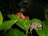 Ebenaui Pair