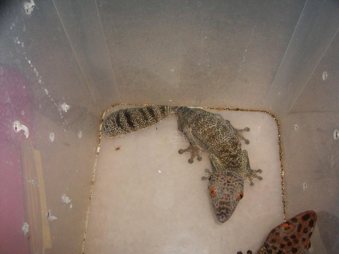 Female U. henkeli
