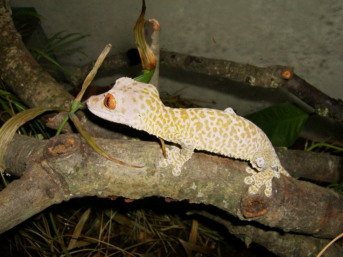 Female U. henkeli