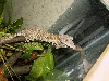 Female U. henkeli