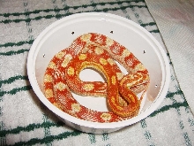 '03 Frosted Amel Motley het Caramel