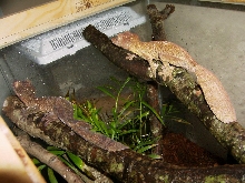 Pair of U. henkeli