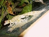Male U. henkeli