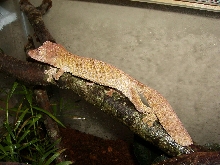 Male henkeli