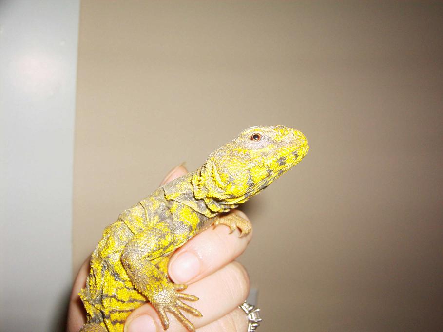 Juvenile Male Yellow Nigerian Uromastyx