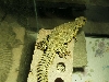 Juvenile Male Yellow Nigerian Uromastyx