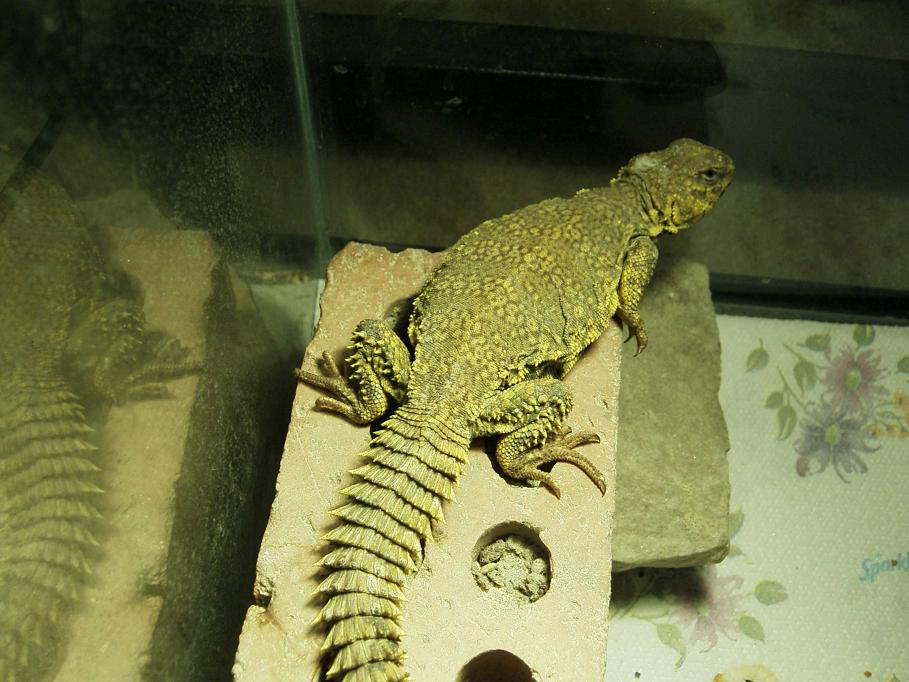 Juvenile Male Yellow Nigerian Uromastyx