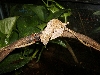 Female U. phantasticus