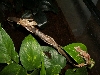U. phantasticus pair