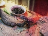 Betty, a female Mali Uromastyx