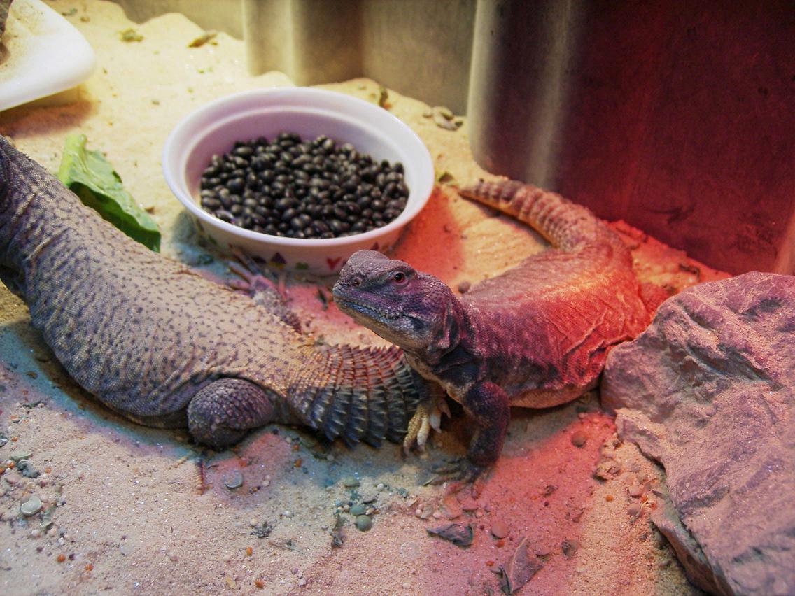 Betty, a female Mali Uromastyx