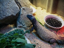 Barney, a male Mali Uromastyx