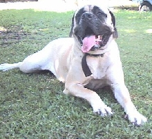 Gracie