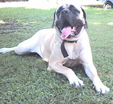 Gracie