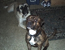 Dogs