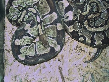 females