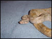 Female Hogg 2