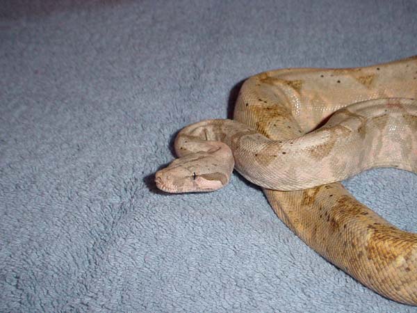 Female Hogg 2