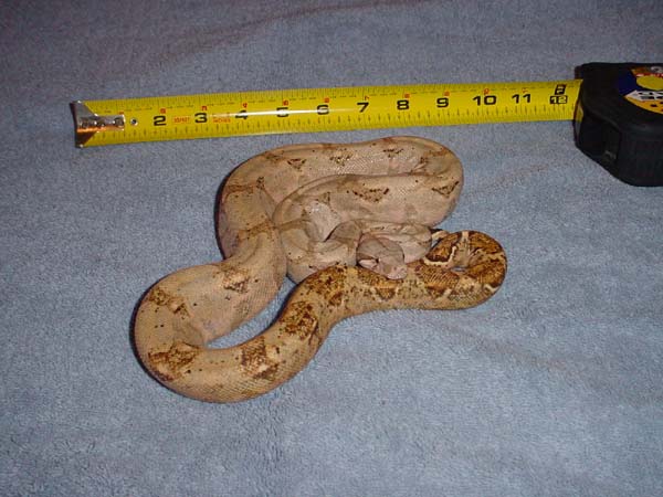 Male Hogg 2