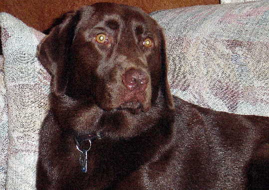 Coco