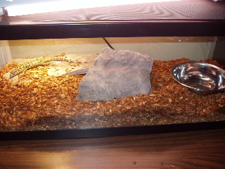 jas cage