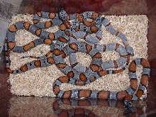 2 males, 2 females