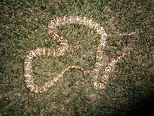 brooksi post shed