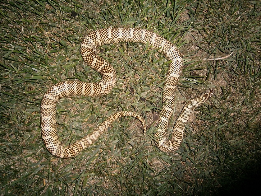 brooksi post shed
