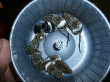 snake food