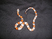 GB #6