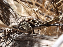 Racer v lizard