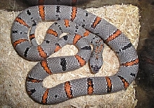 gb yrling