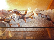 breeding greybands