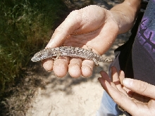 alligator liz