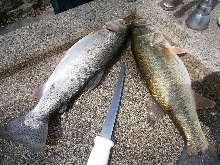 2 fish