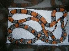 greyband holdbacks