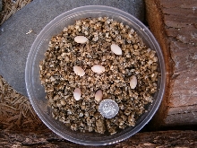 lizard eggs