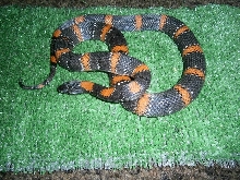 new addition 1