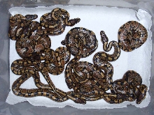 Baby Pythons!
