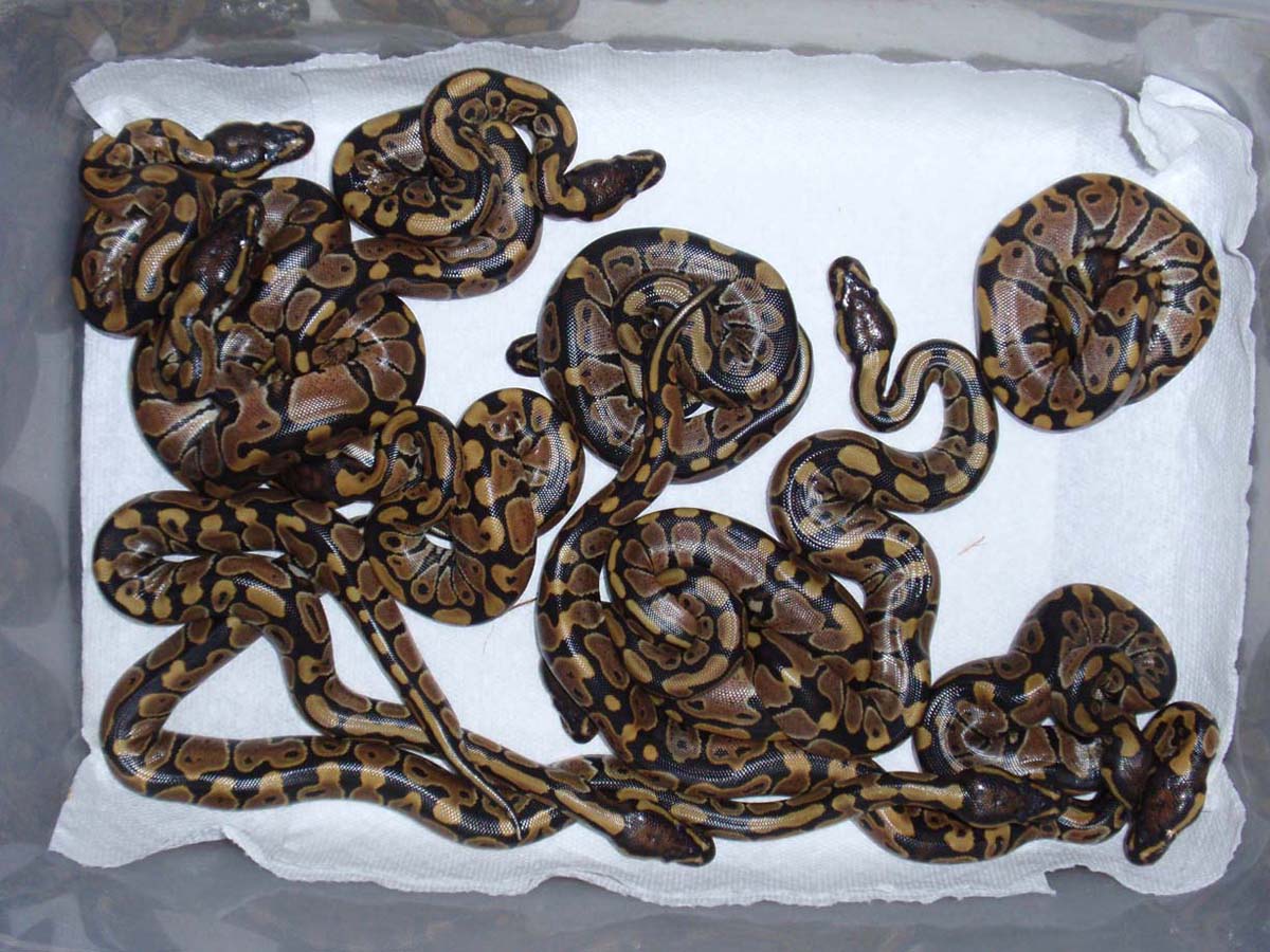 Baby Pythons!