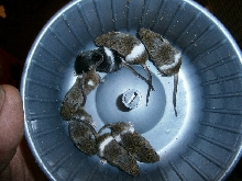 snake food
