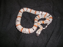 Baby #2